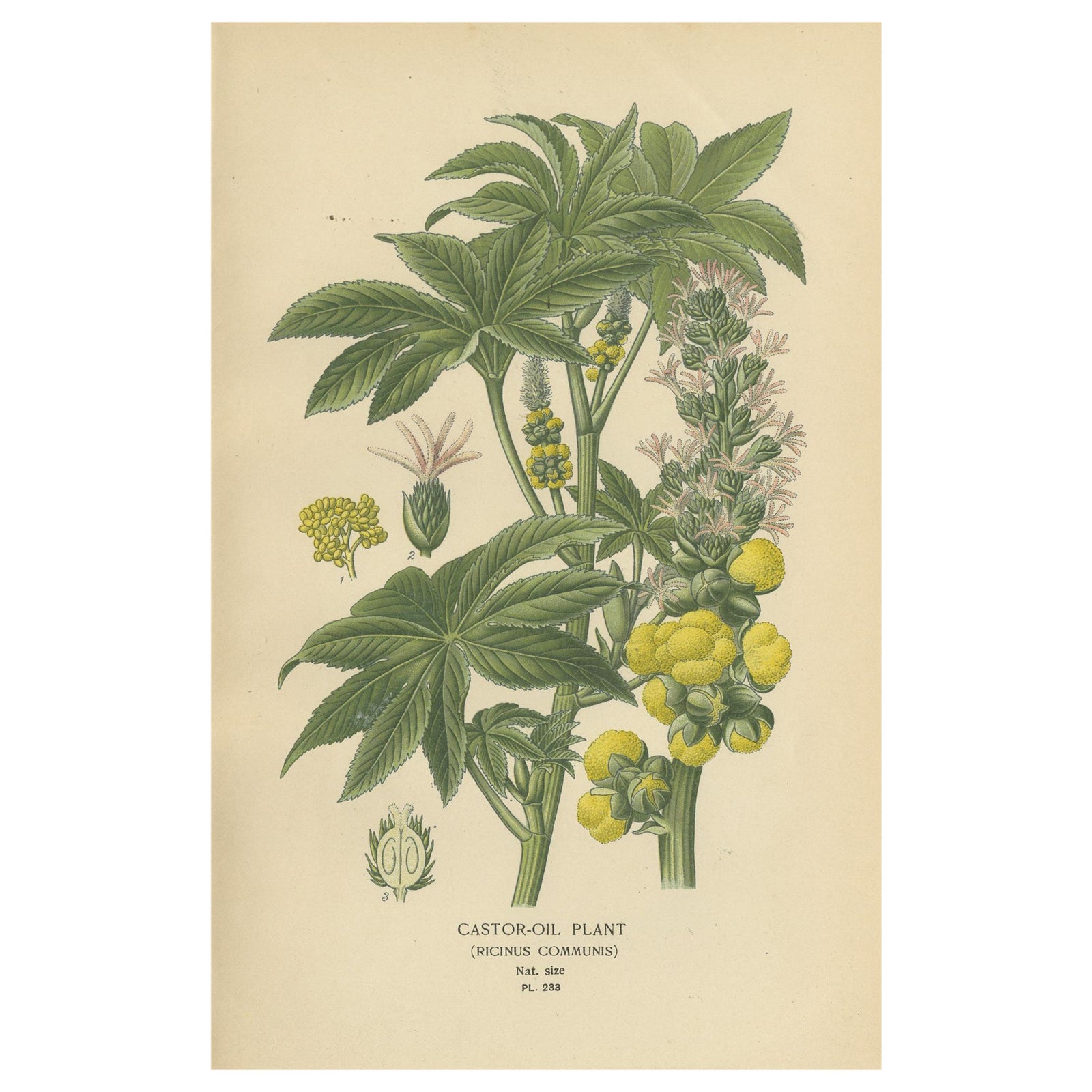 1897 Botanical Print, Castor-Oil Plant (Ricinus Communis)