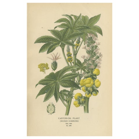 1897 Botanical Print, Castor-Oil Plant (Ricinus Communis)