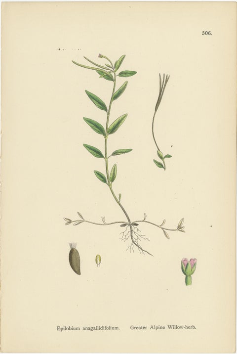 Hand-Colored Engravings of Alpine Willow-Herbs and Evening Primrose, 1902, view 2