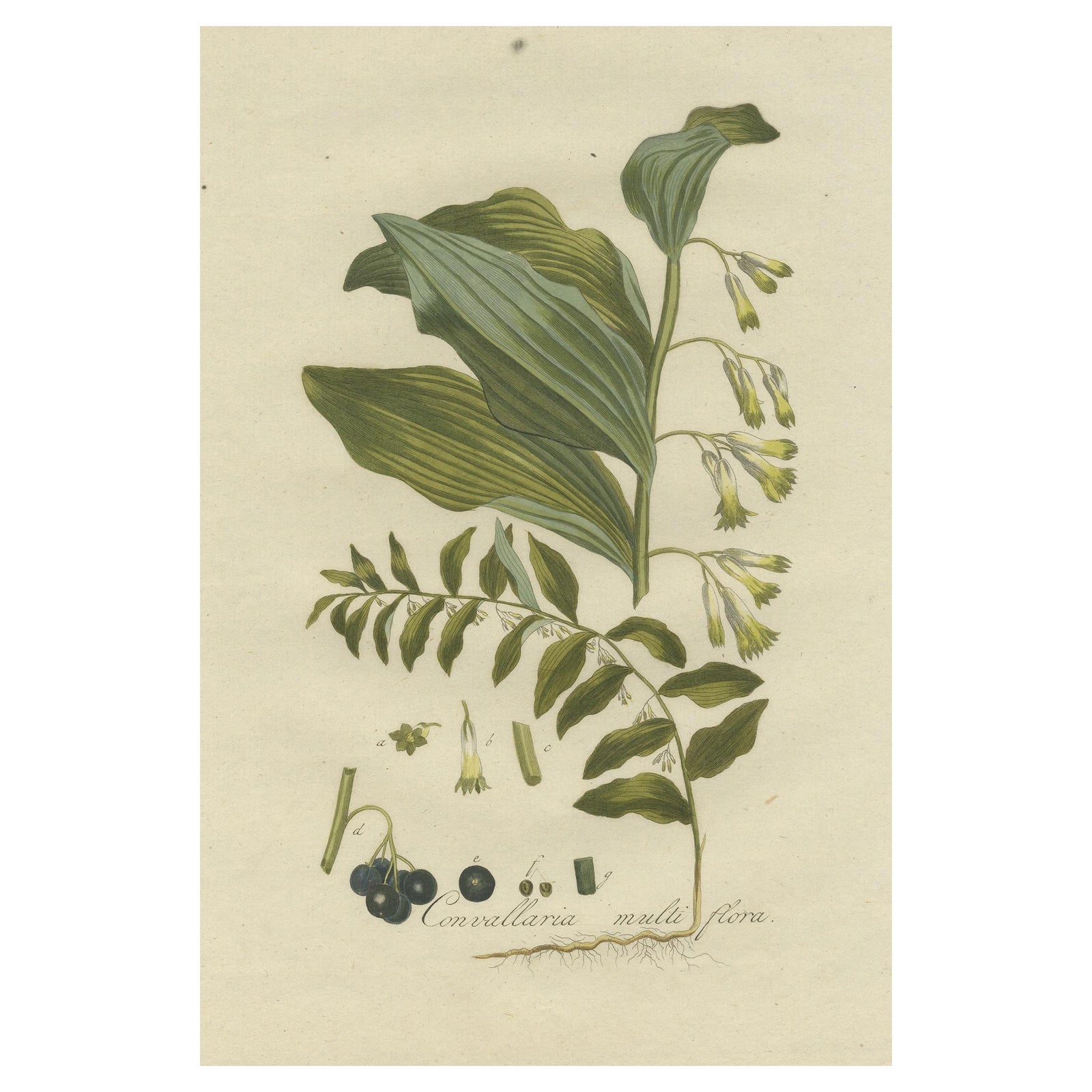 Antique Botany Print of the Polygonatum Multiflorum or Solomon's Seal