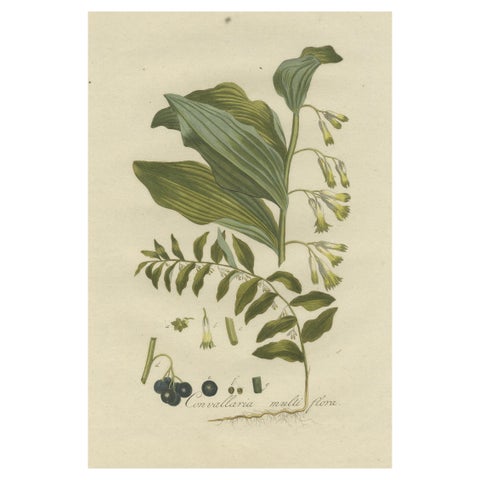 Antique Botany Print of the Polygonatum Multiflorum or Solomon's Seal