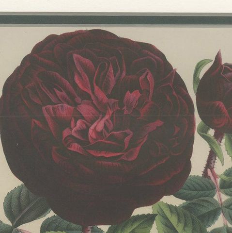Antique Botany Print of a Rose by Van Houtte 'c.1880', close-up 1