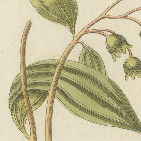 Cassia Cinnamon and Galangal Spices, Antique Bertuch Print, circa 1805, close-up 5