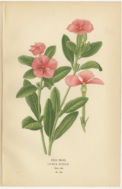 1897 Botanical Prints, Vinca, Oleander, and Redhead Milkweed, view 2