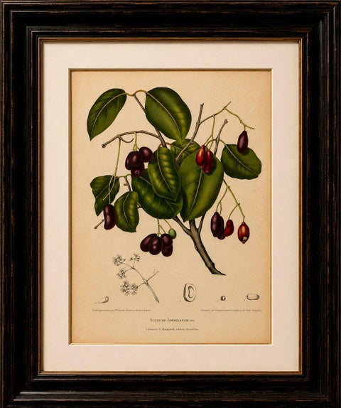 Antique Java Plum Botanical Chromolithograph by Hoola van Nooten, c. 1880, view 3