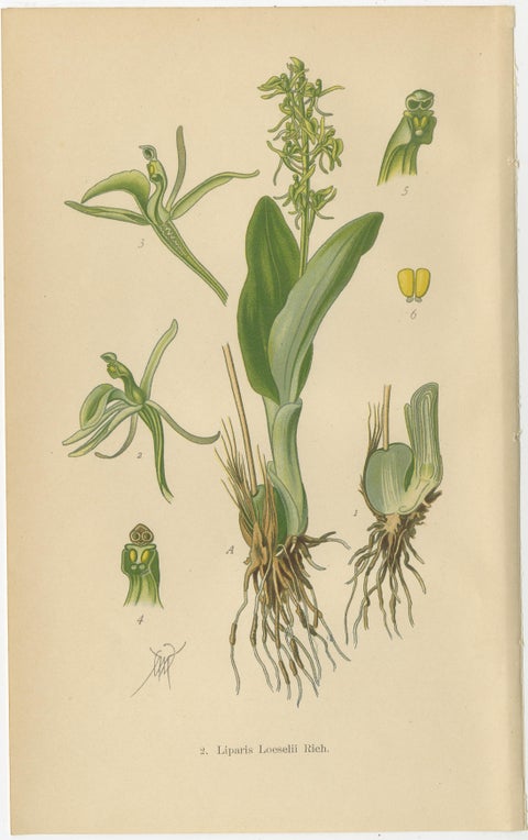 Alpine to Woodland: The Orchid Spectrum of 1904 in Antique Prints, view 6