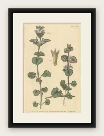 Antique Ground Ivy Botanical Engraving, Glechoma hederacea, 1805, shown framed
