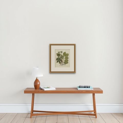 Ipecacuanha and Contrayerva Medicinal Roots, Antique Bertuch Print, circa 1812, shown framed on a wall, true to size
