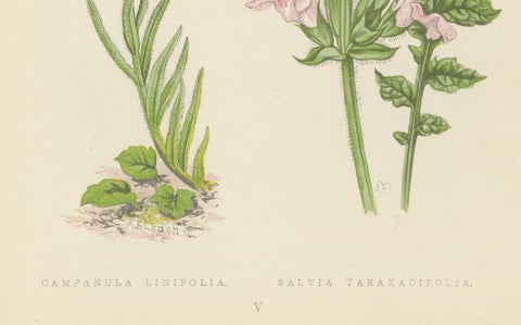 Blue Bellflower and Moroccan Sage, Hand-Coloured Botanical Print, 1874, close-up 3