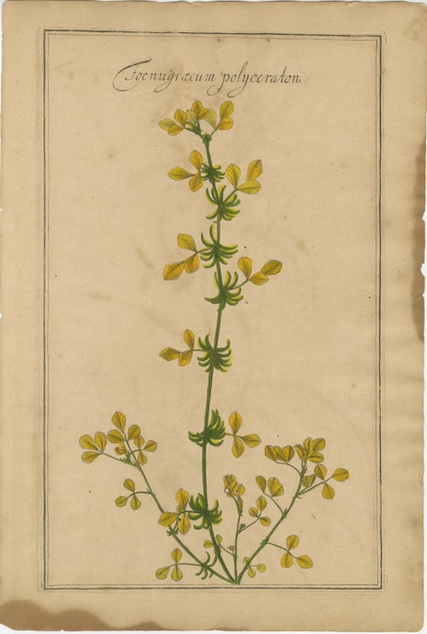 Set of 3 Rare Botanical Engravings, Cracca, Lotus & Foenugracum, ca.1690, view 4
