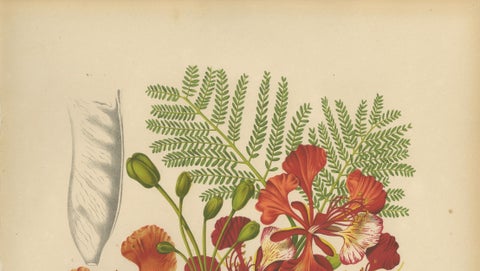 Antique Royal Poinciana Botanical Chromolithograph by Hoola van Nooten, c. 1880, close-up 4