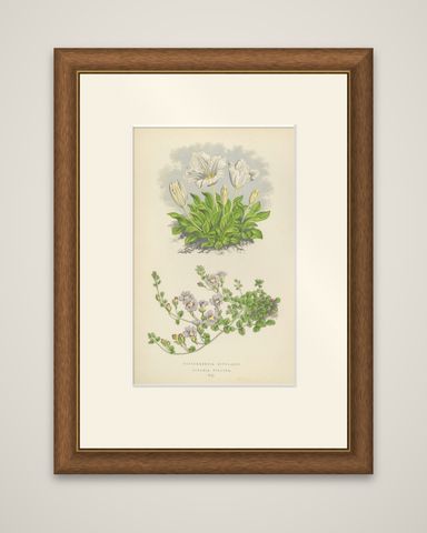 White Cupflower and Hairy Toadflax, Hand-Coloured Botanical Print, 1874, shown framed