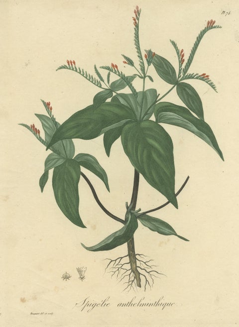 Floral Elegance of the Americas: A Botanical Print of a Spigelia Species, c.1821, view 3