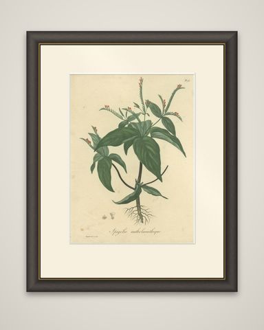 Floral Elegance of the Americas: A Botanical Print of a Spigelia Species, c.1821, shown framed