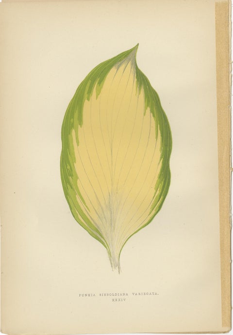 Set of 6 Botany Prints, Gesnera Cinnabarina, Dracaena Perrea (1891), view 7