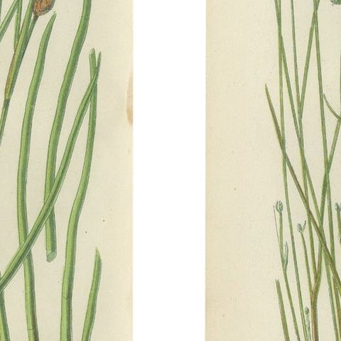Sea Spleenwort and Green Spleenwort Ferns, Antique Botanical Prints, 1873, close-up 2