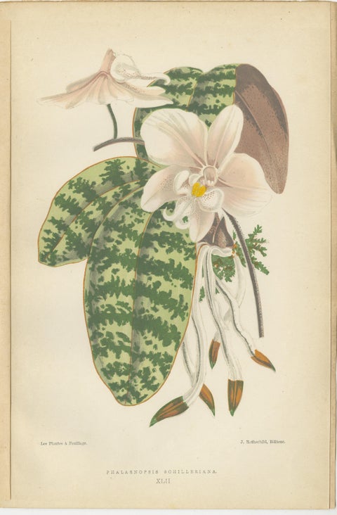 Verdant Varieties: A Vintage Botanical Collection from 1880, view 2