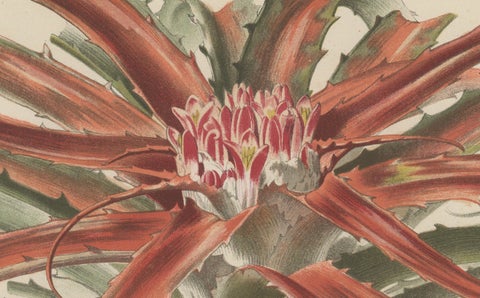 Exotic Elegance: Silver Vase Plant in Vintage Chromolithographic Art, circa 1890, close-up 2