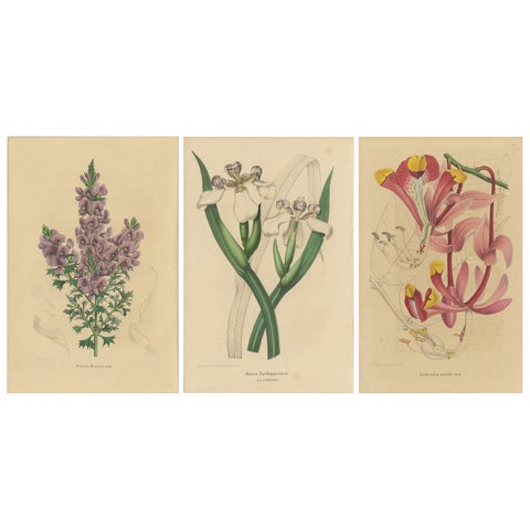 Set of 3 Antique Botany Prints, Mirbelia, Neomarica Northiana, Amherstia, 1849