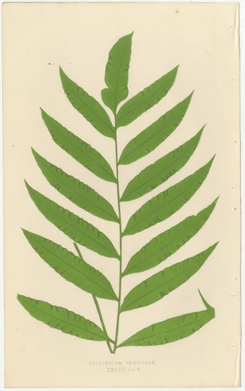 Exotic Victorian Fern Lithograph Collection with English Species Names, 1856, view 11