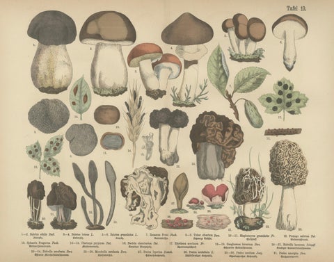 Morels & Truffles, Antique Botanical Lithograph, European Fungi 1885, close-up 1