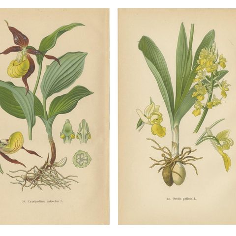 Nature's Masterpieces in Original Antique Print: The Orchids of 1904, close-up 1