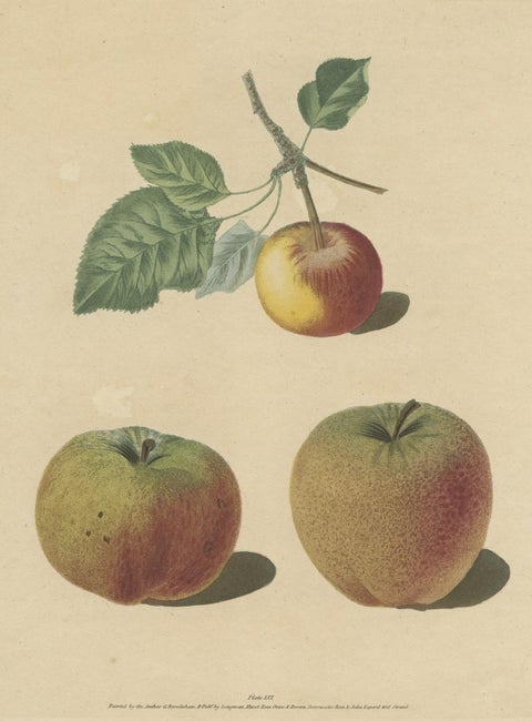Antique Print of Pomme d'Api, Padly's Pippin and Bigg's Nonsuch Apples, close-up 1