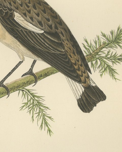 Whinchat on a Conifer Twig, Hand Colored Wood Engraving, Morris, 1896, close-up 2