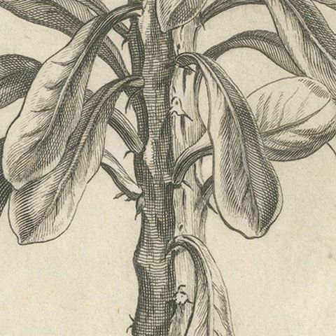 Botanical Engraving of Tithymalus Aiz Arbor from Caspar Commelin’s Work, 1706, close-up 5