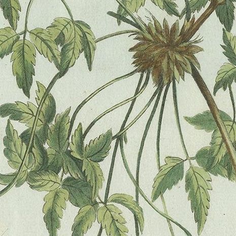 Antique Botany Print of a Clematis Species by Buchoz, circa 1785, close-up 1