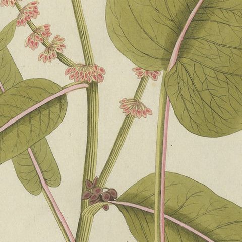 Broad-Leaved Dock, Medicinal Plant Engraving from Plenck, Vienna c.1788, close-up 6