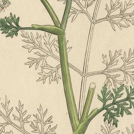 Antique Botany Print 'Oenanthe Phellandrium' by J. Sowerby, 1840, close-up 1