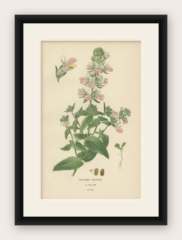 Antique Botany Print of Collinsia Heterophylla by Watson, 1897, shown framed