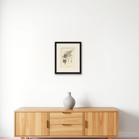 Antique Print of the Bauhinia Diphylla Plant by Symes, 1800, shown framed on a wall, true to size