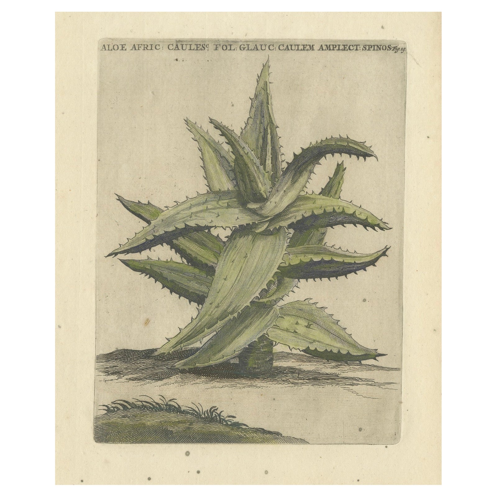 Caulescent African Aloe from Caspar Commelin’s "Praeludia Botanica", 1703