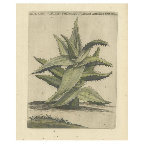 Caulescent African Aloe from Caspar Commelin’s "Praeludia Botanica", 1703