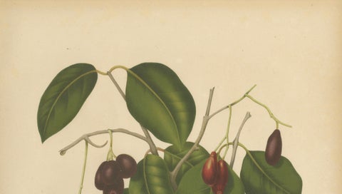 Antique Java Plum Botanical Chromolithograph by Hoola van Nooten, c. 1880, close-up 2