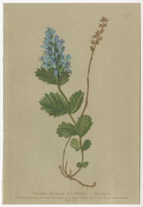 Antique Alpine Speedwell and Wulfenia Small Botanical Prints, Set of 8, 1897, view 2