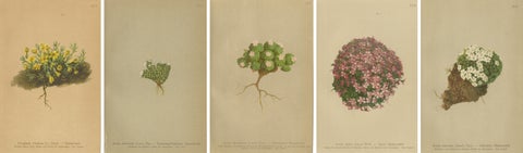 Alpine Botanical Prints Set of 5, Aretia & Douglasia, Antique Chromolithos, 1897, view 7