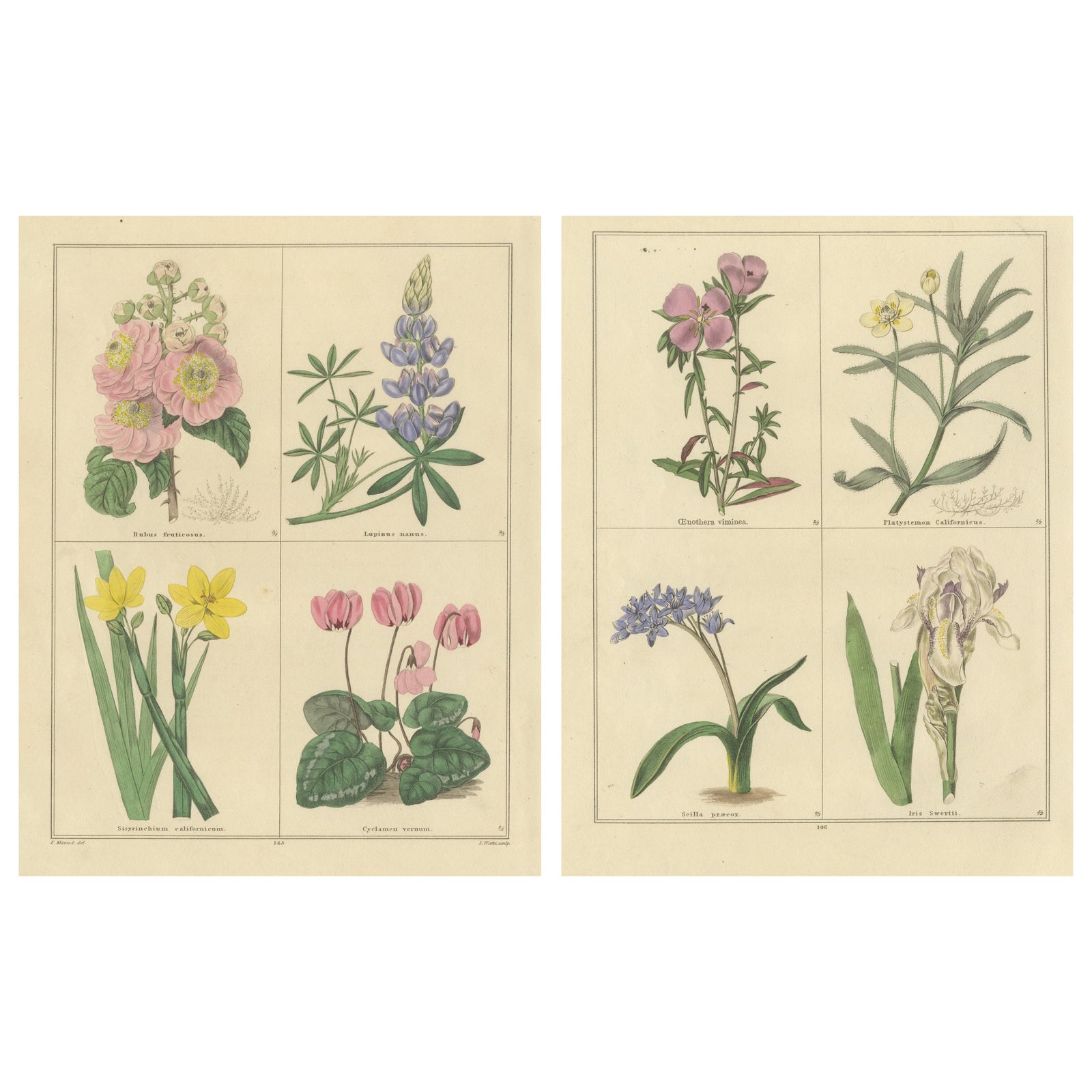Antique Botanical Prints by B. Maund, Hand-Colored Pair, London c.1836