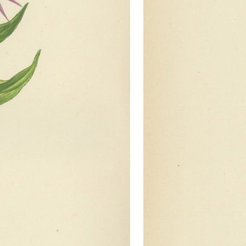 Antique Botanical Wall Art Pair, Purple Knapweed & Bitterroot, London 1874, close-up 2
