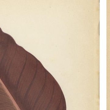 Heritage Botanicals: A Triptych of 1880 Parisian Flora, close-up 1