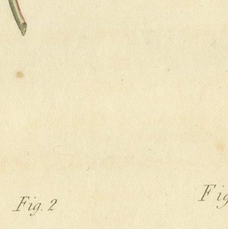 Antique Botanical Engraving of Dyer's Alkanet and Primrose Varieties, 1803, close-up 5