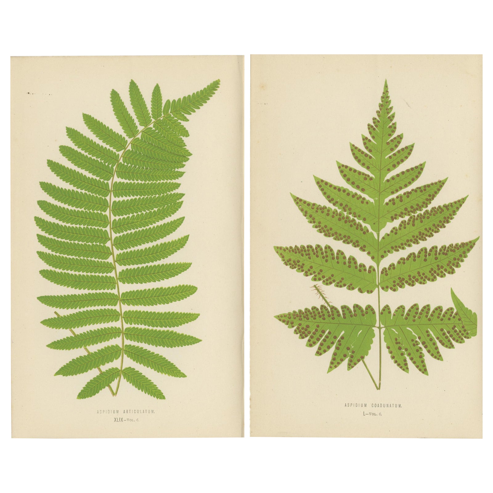 Antique Set of Botanical Fern Prints– Aspidium Articulatum & Aspidium Coadunatum