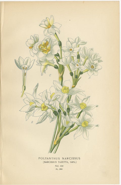 Antique Orchid and Flower Prints, Gladiolus, Jonquil, and Narcissus, 1897, view 4