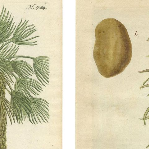 Set of 2 Botany Prints of the European Fan Palm and Copernicia Prunifera, c.1740, close-up 1