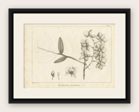 Antique Print of the Musky-Smelling Dendrobium by Symes '1800', shown framed