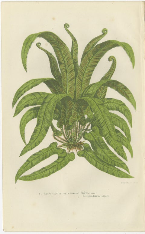 European Quillwort, Creeping Pillwort and Shoreweed, Botanical Triptych, 1873, view 2