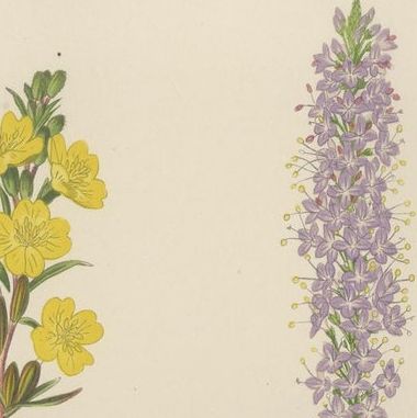Antique Botanical Triptych with Erythronium Americanum and Bellflower c1870, close-up 1