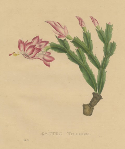 Botanical Beauty: Schlumbergera, The Christmas Cactus, circa 1832, view 3